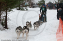 Racing Team in the Siberian Husky Club of GB Arden Grange Aviemore Sled Dog Rally 2010