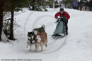 Racing Team in the Siberian Husky Club of GB Arden Grange Aviemore Sled Dog Rally 2010