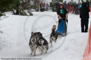Racing Team in the Siberian Husky Club of GB Arden Grange Aviemore Sled Dog Rally 2010
