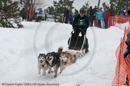 Racing Team in the Siberian Husky Club of GB Arden Grange Aviemore Sled Dog Rally 2010