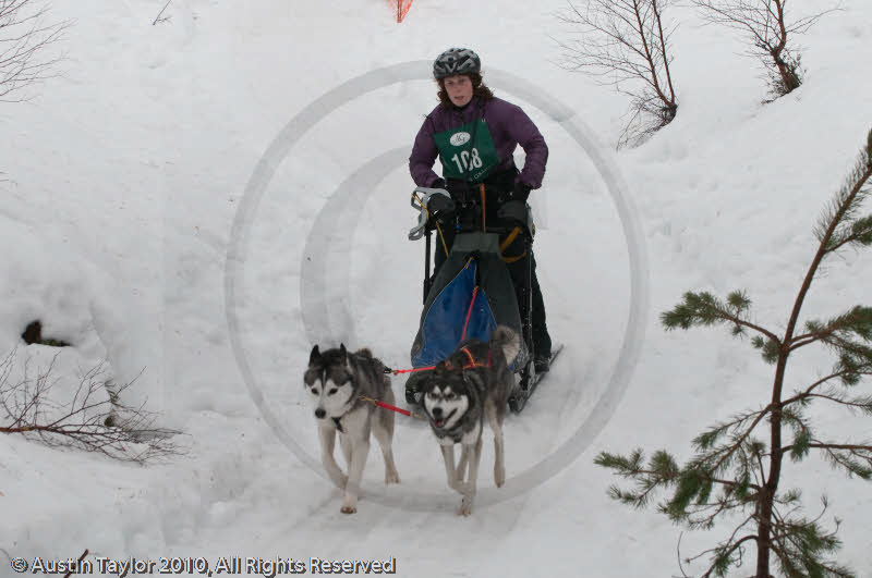 Class D Racing Team in the Siberian Husky Club of GB Arden Grange Aviemore Sled Dog Rally 2010