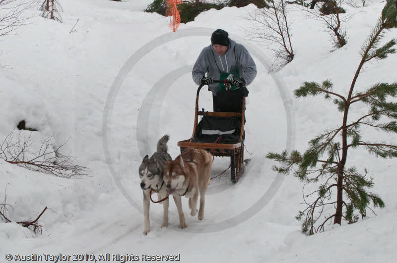 Class D Racing Team in the Siberian Husky Club of GB Arden Grange Aviemore Sled Dog Rally 2010