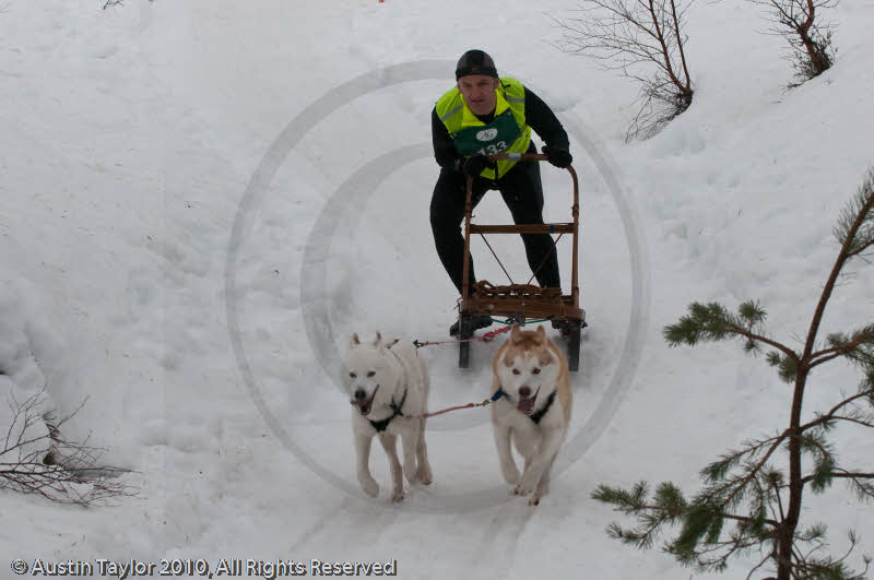 Class D Racing Team in the Siberian Husky Club of GB Arden Grange Aviemore Sled Dog Rally 2010
