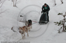 Class D Racing Team in the Siberian Husky Club of GB Arden Grange Aviemore Sled Dog Rally 2010