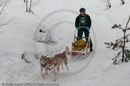 Class D Racing Team in the Siberian Husky Club of GB Arden Grange Aviemore Sled Dog Rally 2010