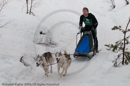 Class D Racing Team in the Siberian Husky Club of GB Arden Grange Aviemore Sled Dog Rally 2010