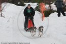 Class D Racing Team in the Siberian Husky Club of GB Arden Grange Aviemore Sled Dog Rally 2010