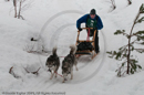 Class D Racing Team in the Siberian Husky Club of GB Arden Grange Aviemore Sled Dog Rally 2010
