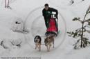 Class D Racing Team in the Siberian Husky Club of GB Arden Grange Aviemore Sled Dog Rally 2010
