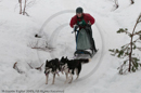 Class D dog sled racing team