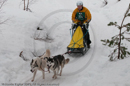Class D Racing Team in the Siberian Husky Club of GB Arden Grange Aviemore Sled Dog Rally 2010