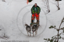Class D Racing Team in the Siberian Husky Club of GB Arden Grange Aviemore Sled Dog Rally 2010