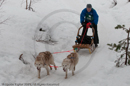 Class D Racing Team in the Siberian Husky Club of GB Arden Grange Aviemore Sled Dog Rally 2010