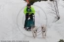 Class D Racing Team in the Siberian Husky Club of GB Arden Grange Aviemore Sled Dog Rally 2010
