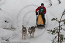 Class D Racing Team in the Siberian Husky Club of GB Arden Grange Aviemore Sled Dog Rally 2010
