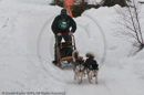 Class D Racing Team in the Siberian Husky Club of GB Arden Grange Aviemore Sled Dog Rally 2010