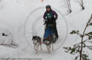 Class D Racing Team in the Siberian Husky Club of GB Arden Grange Aviemore Sled Dog Rally 2010