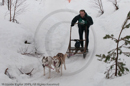 Class D Racing Team in the Siberian Husky Club of GB Arden Grange Aviemore Sled Dog Rally 2010