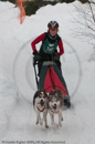 Class D Racing Team in the Siberian Husky Club of GB Arden Grange Aviemore Sled Dog Rally 2010