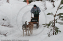 Class D Racing Team in the Siberian Husky Club of GB Arden Grange Aviemore Sled Dog Rally 2010