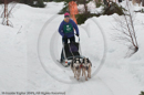 Class D Racing Team in the Siberian Husky Club of GB Arden Grange Aviemore Sled Dog Rally 2010
