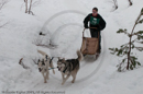Class D Racing Team in the Siberian Husky Club of GB Arden Grange Aviemore Sled Dog Rally 2010