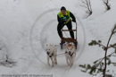 Class D Racing Team in the Siberian Husky Club of GB Arden Grange Aviemore Sled Dog Rally 2010