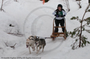 Class D Racing Team in the Siberian Husky Club of GB Arden Grange Aviemore Sled Dog Rally 2010