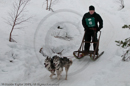 Class D Racing Team in the Siberian Husky Club of GB Arden Grange Aviemore Sled Dog Rally 2010