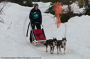 Class D Racing Team in the Siberian Husky Club of GB Arden Grange Aviemore Sled Dog Rally 2010