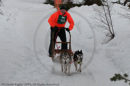Class D Racing Team in the Siberian Husky Club of GB Arden Grange Aviemore Sled Dog Rally 2010