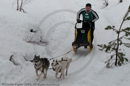 Class D Racing Team in the Siberian Husky Club of GB Arden Grange Aviemore Sled Dog Rally 2010