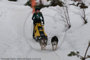 Class D Racing Team in the Siberian Husky Club of GB Arden Grange Aviemore Sled Dog Rally 2010