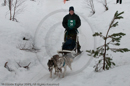 Class D Racing Team in the Siberian Husky Club of GB Arden Grange Aviemore Sled Dog Rally 2010