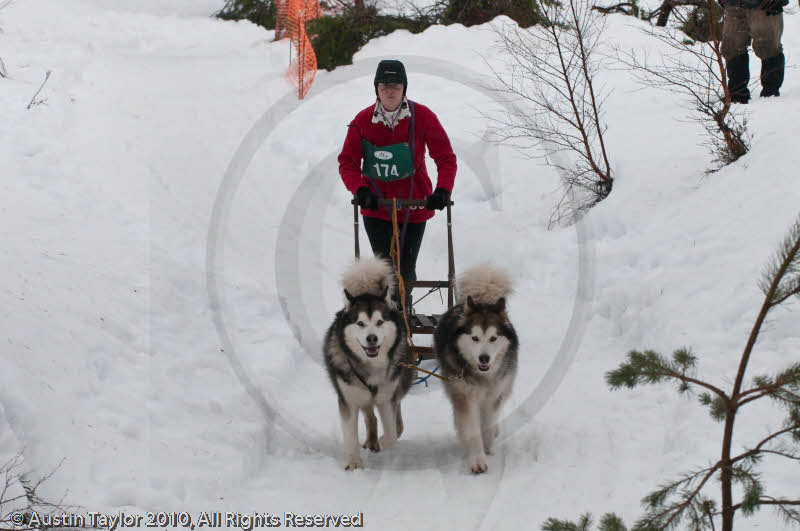 Class D2 Racing Team in the Siberian Husky Club of GB Arden Grange Aviemore Sled Dog Rally 2010