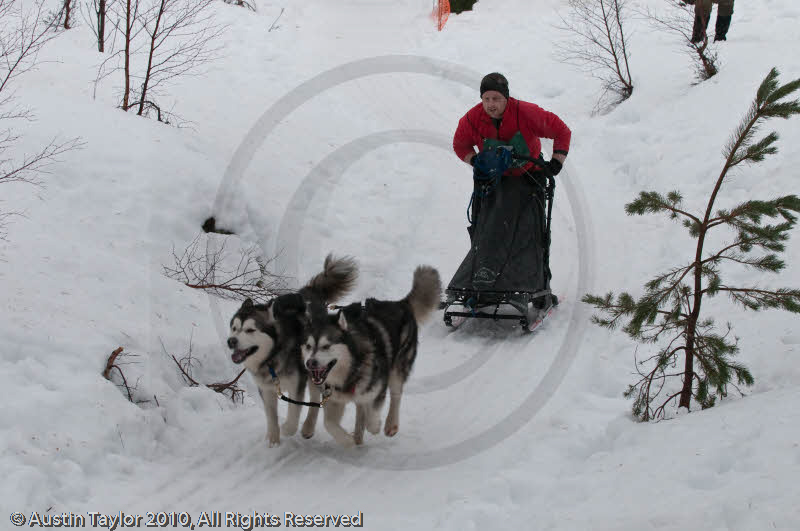 Class D2 Racing Team in the Siberian Husky Club of GB Arden Grange Aviemore Sled Dog Rally 2010