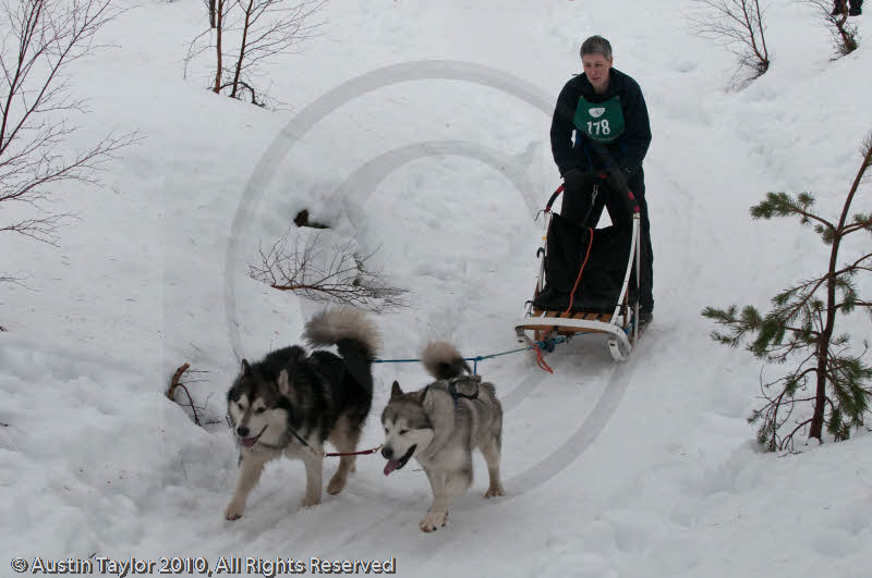 Class D2 Racing Team in the Siberian Husky Club of GB Arden Grange Aviemore Sled Dog Rally 2010