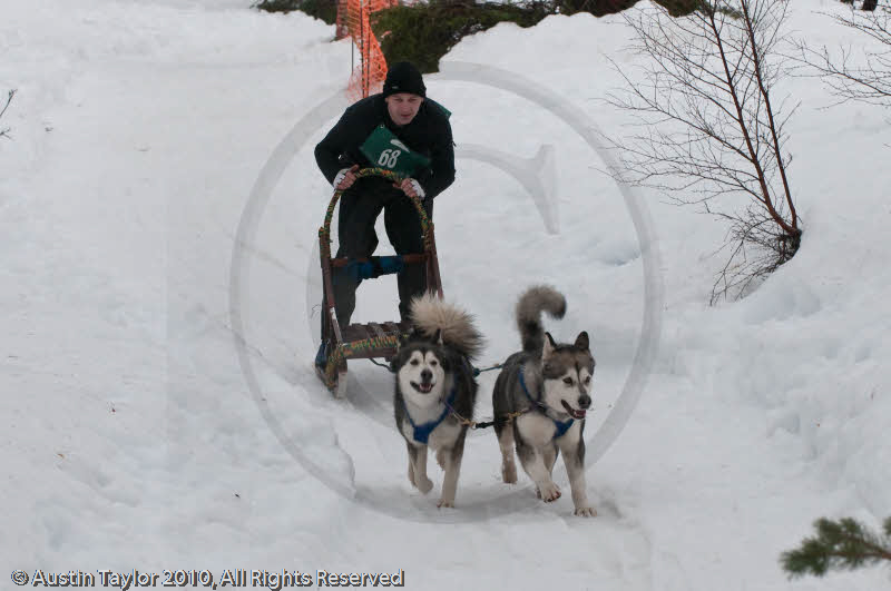 Class D2 Racing Team in the Siberian Husky Club of GB Arden Grange Aviemore Sled Dog Rally 2010