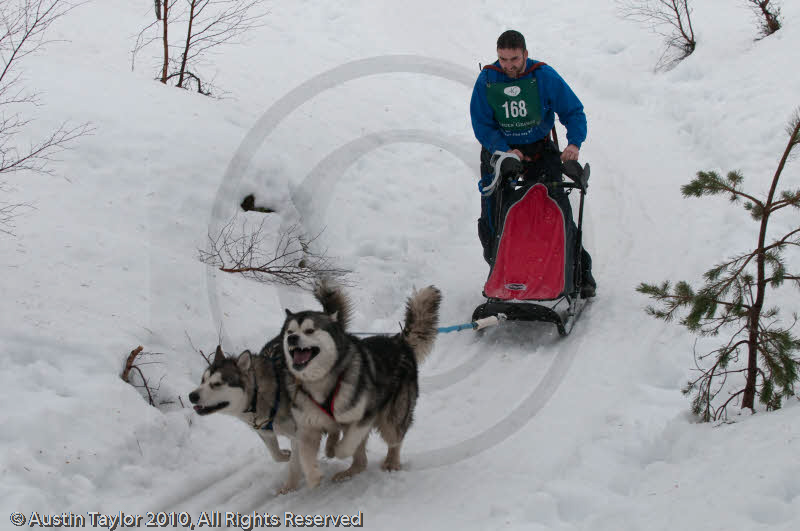 Class D2 Racing Team in the Siberian Husky Club of GB Arden Grange Aviemore Sled Dog Rally 2010