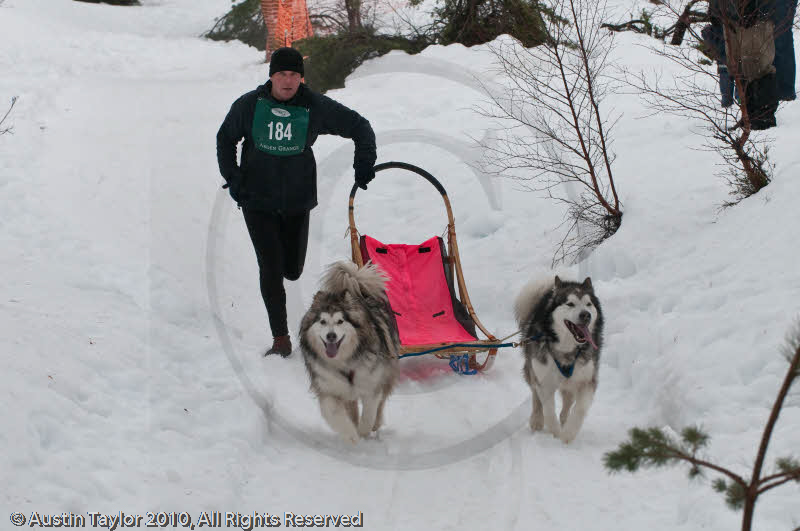Class D2 Racing Team in the Siberian Husky Club of GB Arden Grange Aviemore Sled Dog Rally 2010