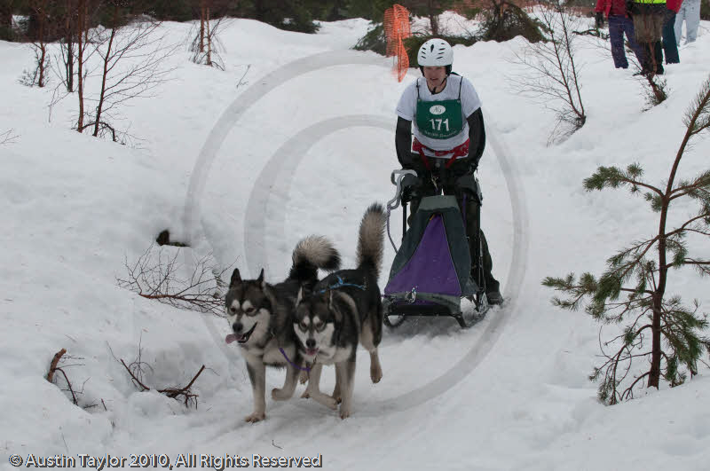 Class D2 Racing Team in the Siberian Husky Club of GB Arden Grange Aviemore Sled Dog Rally 2010