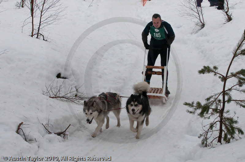 Class D2 Racing Team in the Siberian Husky Club of GB Arden Grange Aviemore Sled Dog Rally 2010