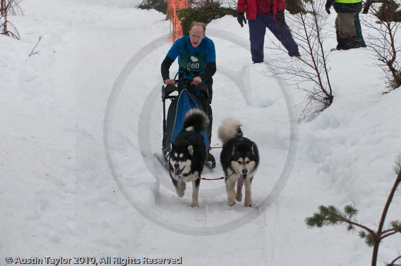 Class D2 Racing Team in the Siberian Husky Club of GB Arden Grange Aviemore Sled Dog Rally 2010