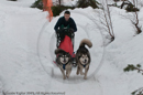 Class D2 Racing Team in the Siberian Husky Club of GB Arden Grange Aviemore Sled Dog Rally 2010