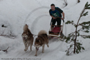 Class D2 Racing Team in the Siberian Husky Club of GB Arden Grange Aviemore Sled Dog Rally 2010