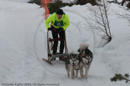 Class D2 Racing Team in the Siberian Husky Club of GB Arden Grange Aviemore Sled Dog Rally 2010