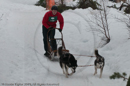 Class D2 Racing Team in the Siberian Husky Club of GB Arden Grange Aviemore Sled Dog Rally 2010