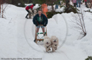 Class D2 Racing Team in the Siberian Husky Club of GB Arden Grange Aviemore Sled Dog Rally 2010
