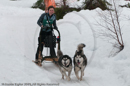 Class D2 Racing Team in the Siberian Husky Club of GB Arden Grange Aviemore Sled Dog Rally 2010