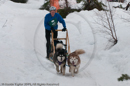 Class D2 Racing Team in the Siberian Husky Club of GB Arden Grange Aviemore Sled Dog Rally 2010